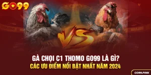 Gà chọi C1 Thomo GO99 là gì? Các ưu điểm nổi bật nhất năm 2024